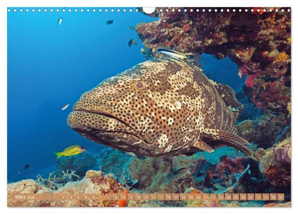 Produktbild: Fischparadies Riff (Wandkalender 2026 DIN A3 quer), CALVENDO Monatskalender