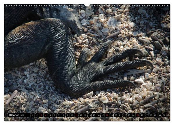Produktbild: Leguane auf Galapagos (hochwertiger Premium Wandkalender 2026 DIN A2 quer), Kunstdruck in Hochglanz