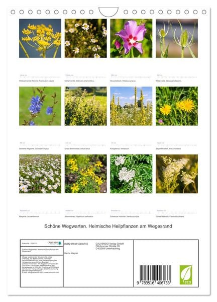 Produktbild: Sch&ouml;ne Wegwarten. Heimische Heilpflanzen am Wegesrand (Wandkalender 2026 DIN A4 hoch), CALVENDO Monatskalender