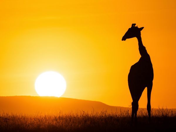 Produktbild: CALVENDO Puzzle Giraffe vor aufgehender Sonne 1000 Teile Lege-Gr&ouml;&szlig;e 64 x 48 cm Foto-Puzzle Bild von Dr. Gerd-Uwe Neukamp