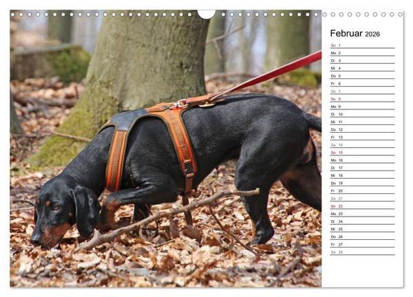 Produktbild: Der Brandlbracken-Terminplaner (Wandkalender 2026 DIN A3 quer), CALVENDO Monatskalender