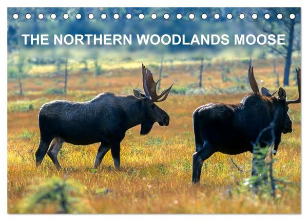 Produktbild: THE NORTHERN WOODLANDS MOOSE (Desk Calendar 2026 DIN A5 landscape), CALVENDO 12 Month DeskCalendar