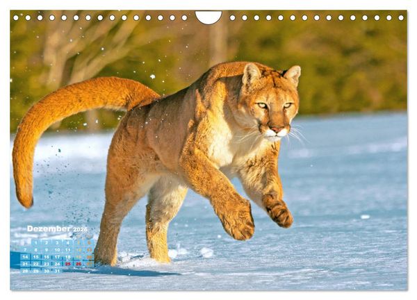 Produktbild: Puma: Auf leisen Pfoten (Wandkalender 2026 DIN A4 quer), CALVENDO Monatskalender
