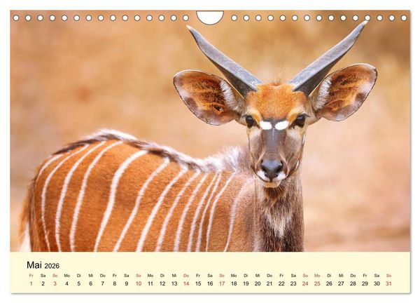 Produktbild: Traumhaftes Malawi (Wandkalender 2026 DIN A4 quer), CALVENDO Monatskalender