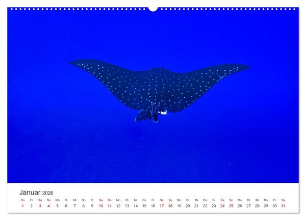Produktbild: Faszination blaue Welt (hochwertiger Premium Wandkalender 2026 DIN A2 quer), Kunstdruck in Hochglanz