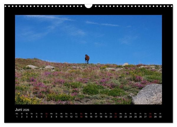 Produktbild: Garranos - Bedrohte Wildpferde Europas (Wandkalender 2026 DIN A3 quer), CALVENDO Monatskalender