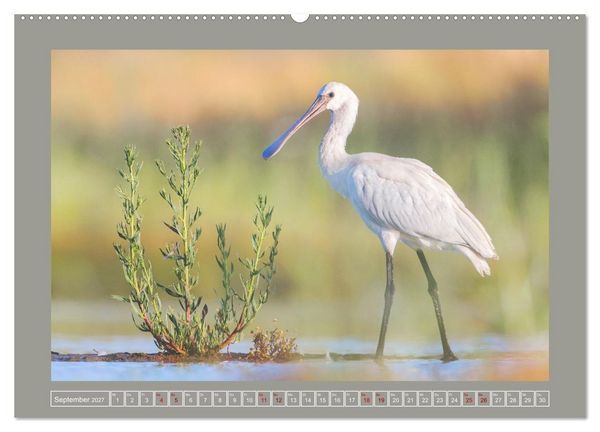 Produktbild: Limikolen - Watv&ouml;gel aus Europa (hochwertiger Premium Wandkalender 2027 DIN A2 quer), Kunstdruck in Hochglanz
