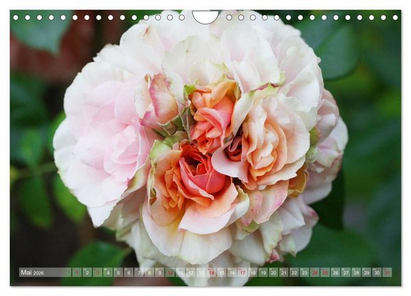 Produktbild: Stolze Rosen (Wandkalender 2026 DIN A4 quer), CALVENDO Monatskalender