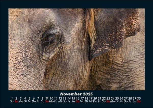 Produktbild: Der Elefantenkalender 2025 Fotokalender DIN A5