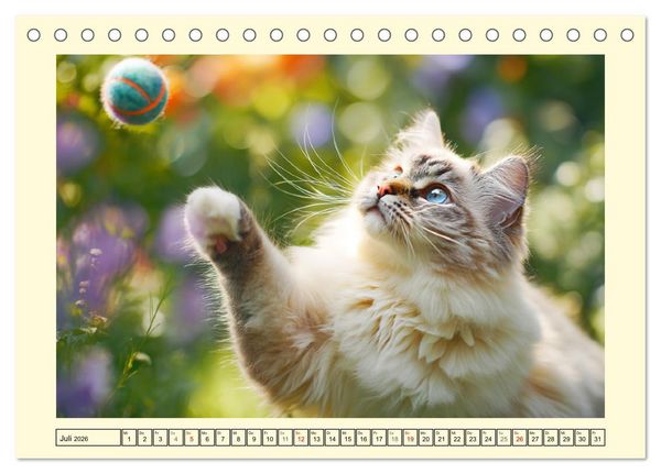 Produktbild: Liebliche Ragdolls. Katzen-Sch&ouml;nheiten in ihrer gr&uuml;nen Oase (Tischkalender 2026 DIN A5 quer), CALVENDO Monatskalender