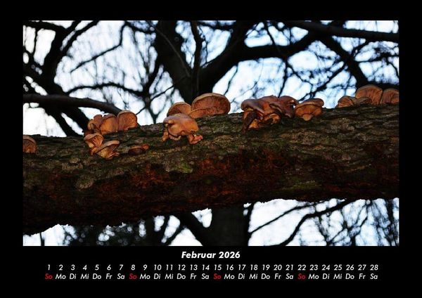 Produktbild: Pilzkalender 2026 Fotokalender DIN A3
