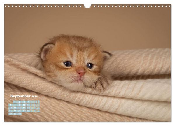 Produktbild: Die Kitten kommen. (Wandkalender 2026 DIN A3 quer), CALVENDO Monatskalender