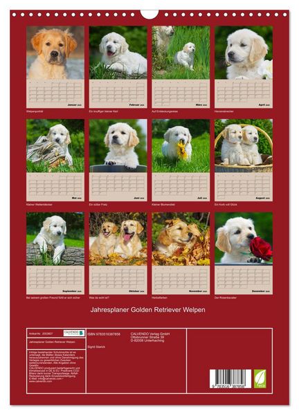 Produktbild: Jahresplaner Golden Retriever Welpen (Wandkalender 2026 DIN A3 hoch), CALVENDO Monatskalender