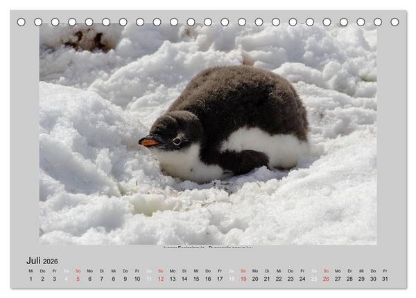 Produktbild: Tierleben in der Antarktis (Tischkalender 2026 DIN A5 quer), CALVENDO Monatskalender