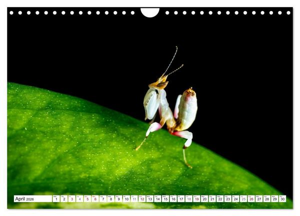 Produktbild: Queens of the Insect World (Wall Calendar 2026 DIN A4 landscape), CALVENDO 12 Month Wall Calendar