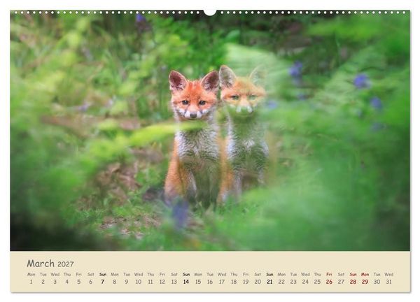 Produktbild: Wild encounters &ndash; Moments in the heart of nature (High Quality Premium Wall Calendar 2027 DIN A2 landscape),CALVENDO 12 Month Wall Calendar