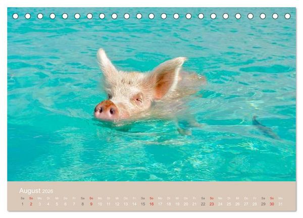Produktbild: Schwimmende Schweine auf den Bahamas! (Tischkalender 2026 DIN A5 quer), CALVENDO Monatskalender