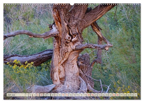 Produktbild: Geisterb&auml;ume (Wandkalender 2026 DIN A2 quer), CALVENDO Monatskalender