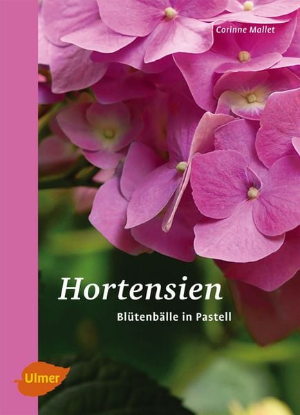 Produktbild: Hortensien