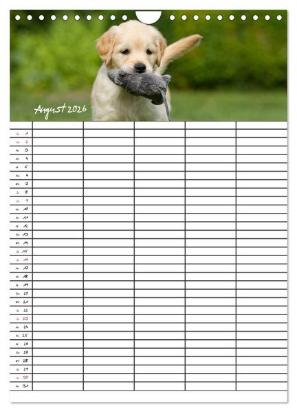 Produktbild: Familienplaner: Golden Retriever Welpen (Wandkalender 2026 DIN A4 hoch), CALVENDO Monatskalender