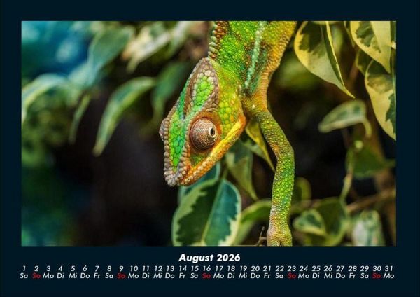 Produktbild: Welt der Tiere 2026 Fotokalender DIN A4