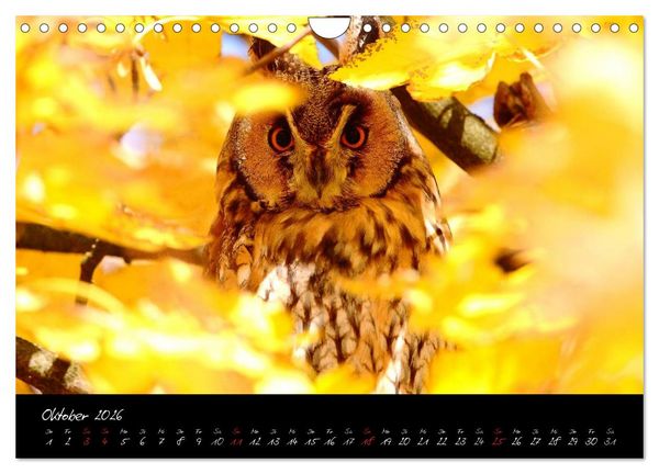 Produktbild: Heimische Eulen und Greife (Wandkalender 2026 DIN A4 quer), CALVENDO Monatskalender
