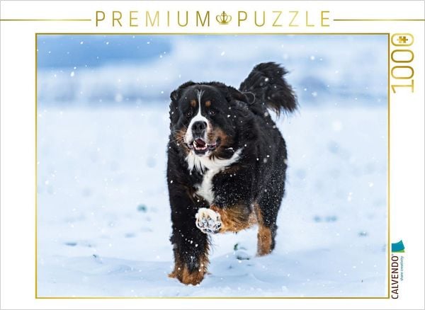 CALVENDO Puzzle Berner Sennenhund im Schnee | 1000 Teile Lege-Größe 64x48cm Foto-Puzzle für glückliche Stunden