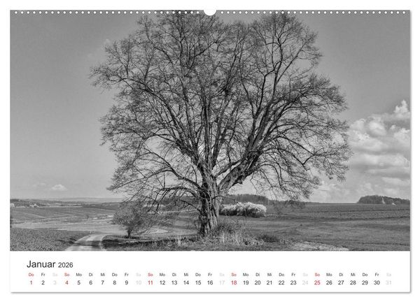 Produktbild: B&auml;ume - Natursch&ouml;nheiten in schwarz-wei&szlig; (Wandkalender 2026 DIN A2 quer), CALVENDO Monatskalender