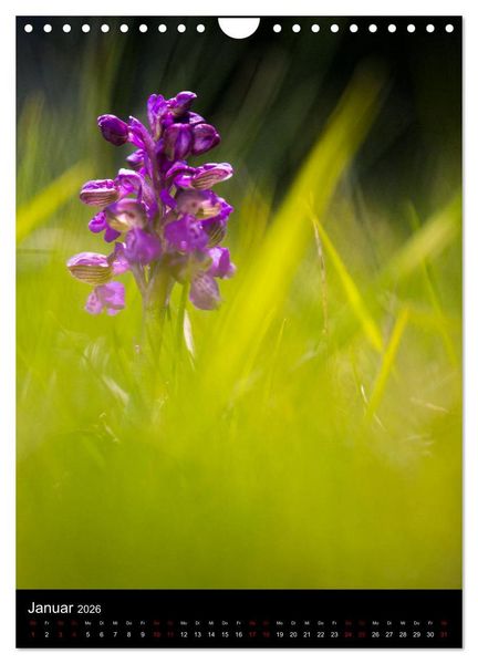 Produktbild: Im richtigen Licht: Wilde Orchideen in S&uuml;dbayern (Wandkalender 2026 DIN A4 hoch), CALVENDO Monatskalender