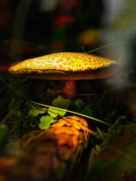 Produktbild: CALVENDO Puzzle Das Besondere sehen | 1000 Teile Lege-Gr&ouml;&szlig;e 64x48cm Foto-Puzzle f&uuml;r gl&uuml;ckliche Stunden