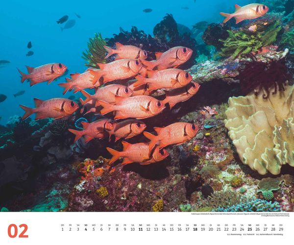 'Fischschwärme 2024 – Unterwasser-Natur-Fotografie – Wandkalender 60 x