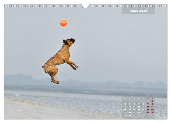 Produktbild: Typisch Boxer (Wandkalender 2026 DIN A3 quer), CALVENDO Monatskalender