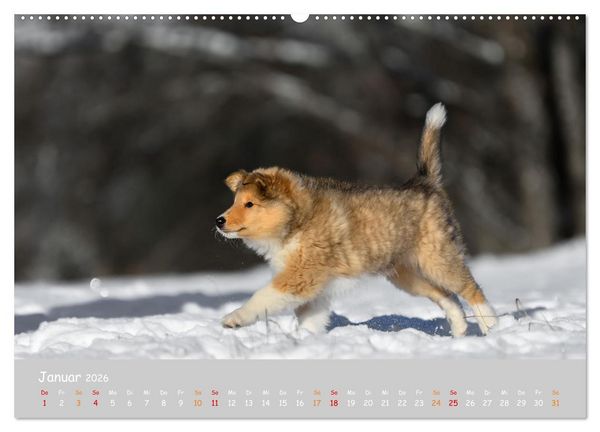Produktbild: Collie Welpen im Schnee (Wandkalender 2026 DIN A2 quer), CALVENDO Monatskalender