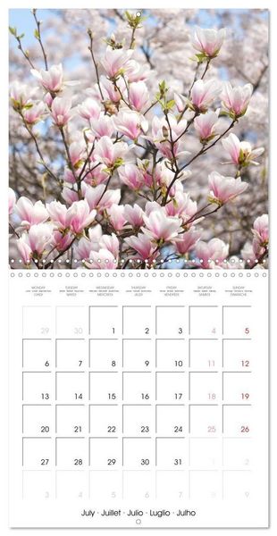 Produktbild: Kruse, G: Floraison des magnolias (Calendrier mural carr&eacute; 20