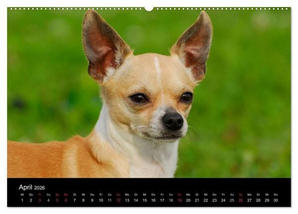Produktbild: Chihuahua - Kleine Hunde ganz gro&szlig; (Wandkalender 2026 DIN A2 quer), CALVENDO Monatskalender