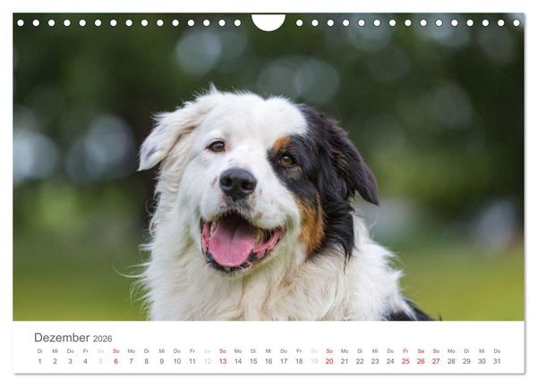 Produktbild: Australian Shepherd 2026 (Wandkalender 2026 DIN A4 quer), CALVENDO Monatskalender