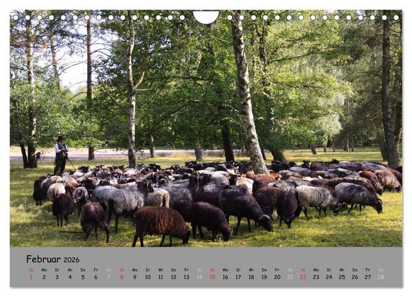 Produktbild: L&uuml;neburger Heide - sch&ouml;n zu jeder Jahreszeit (Wandkalender 2026 DIN A4 quer), CALVENDO Monatskalender