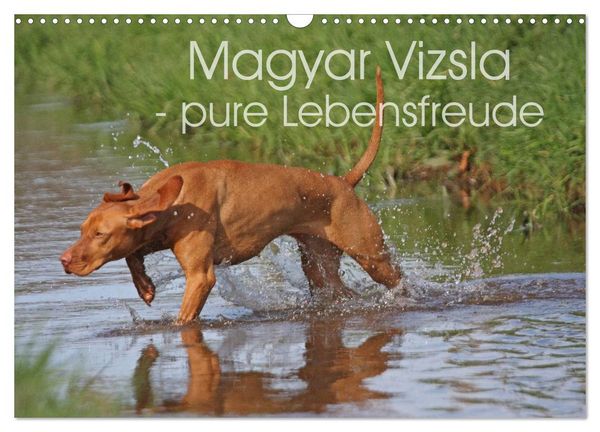 Produktbild: Magyar Vizsla - pure Lebensfreude (Wandkalender 2026 DIN A3 quer), CALVENDO Monatskalender