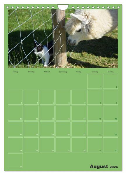Produktbild: Alpakas zum Verlieben (Wandkalender 2026 DIN A4 hoch), CALVENDO Monatskalender