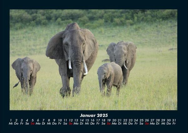 Produktbild: Der Elefantenkalender 2025 Fotokalender DIN A4