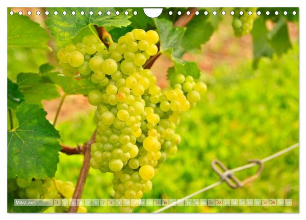 Produktbild: Wein- und Rebsorten aus Rheinland-Pfalz (Wandkalender 2026 DIN A4 quer), CALVENDO Monatskalender