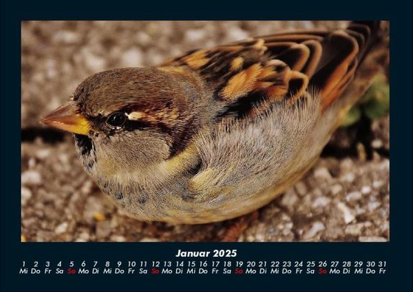 Produktbild: Vogelparadies 2025 Fotokalender DIN A4