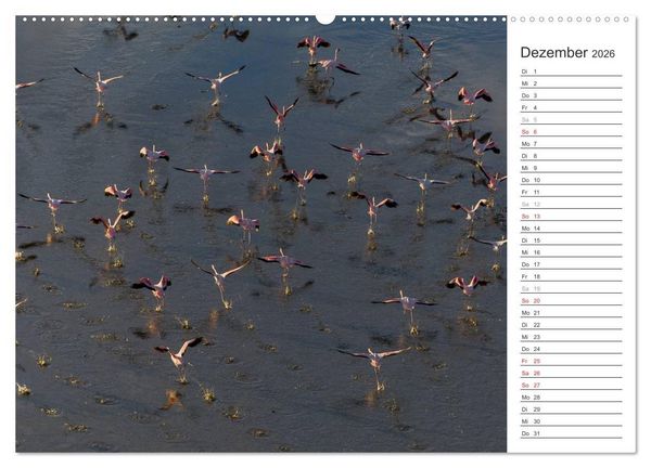 Produktbild: Flamingo Impressionen 2026 (Wandkalender 2026 DIN A2 quer), CALVENDO Monatskalender