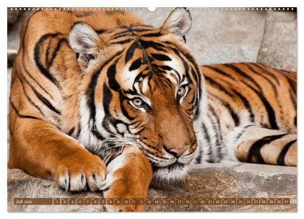 Produktbild: Wilde Tiere - Die sch&ouml;nsten Portraits (hochwertiger Premium Wandkalender 2026 DIN A2 quer), Kunstdruck in Hochglanz