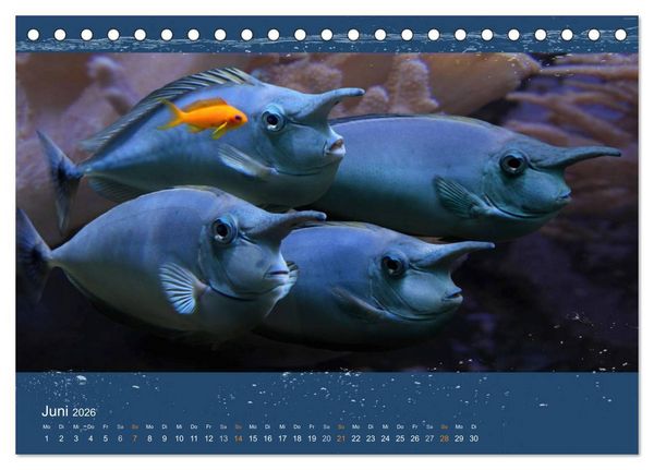 Produktbild: Korallenfische im Lichtschimmer des Meeres (Tischkalender 2026 DIN A5 quer), CALVENDO Monatskalender