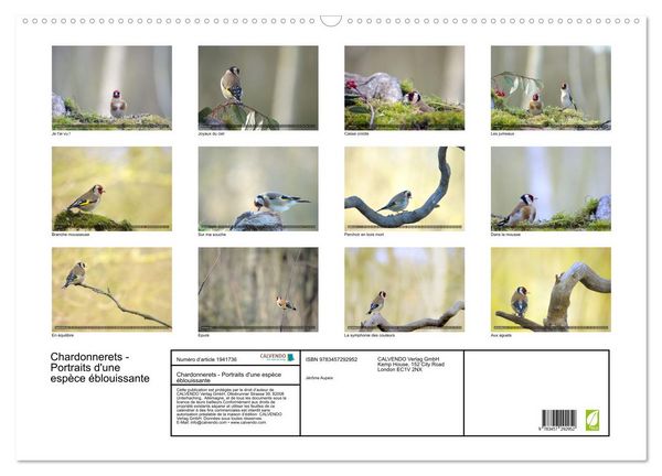 Produktbild: Chardonnerets - Portraits d'une esp&egrave;ce &eacute;blouissante (Calendrier mural 2026 DIN A2 vertical), CALVENDO calendrier mensuel