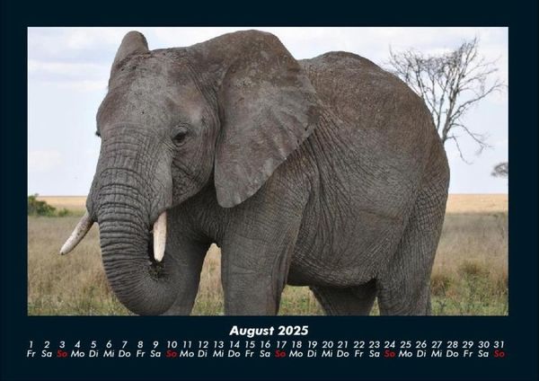 Produktbild: Elefanten - Die sanften Riesen Afrikas 2025 Fotokalender DIN A4