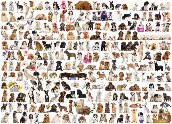 Puzzle 1000 Teile - The World of Dogs