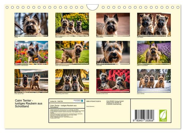 Produktbild: Cairn Terrier - lustiges Raubein aus Schottland (Wandkalender 2026 DIN A4 quer), CALVENDO Monatskalender