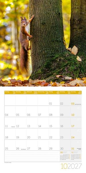 Produktbild: Eichh&ouml;rnchen Kalender 2027 - 30x30 - Art12